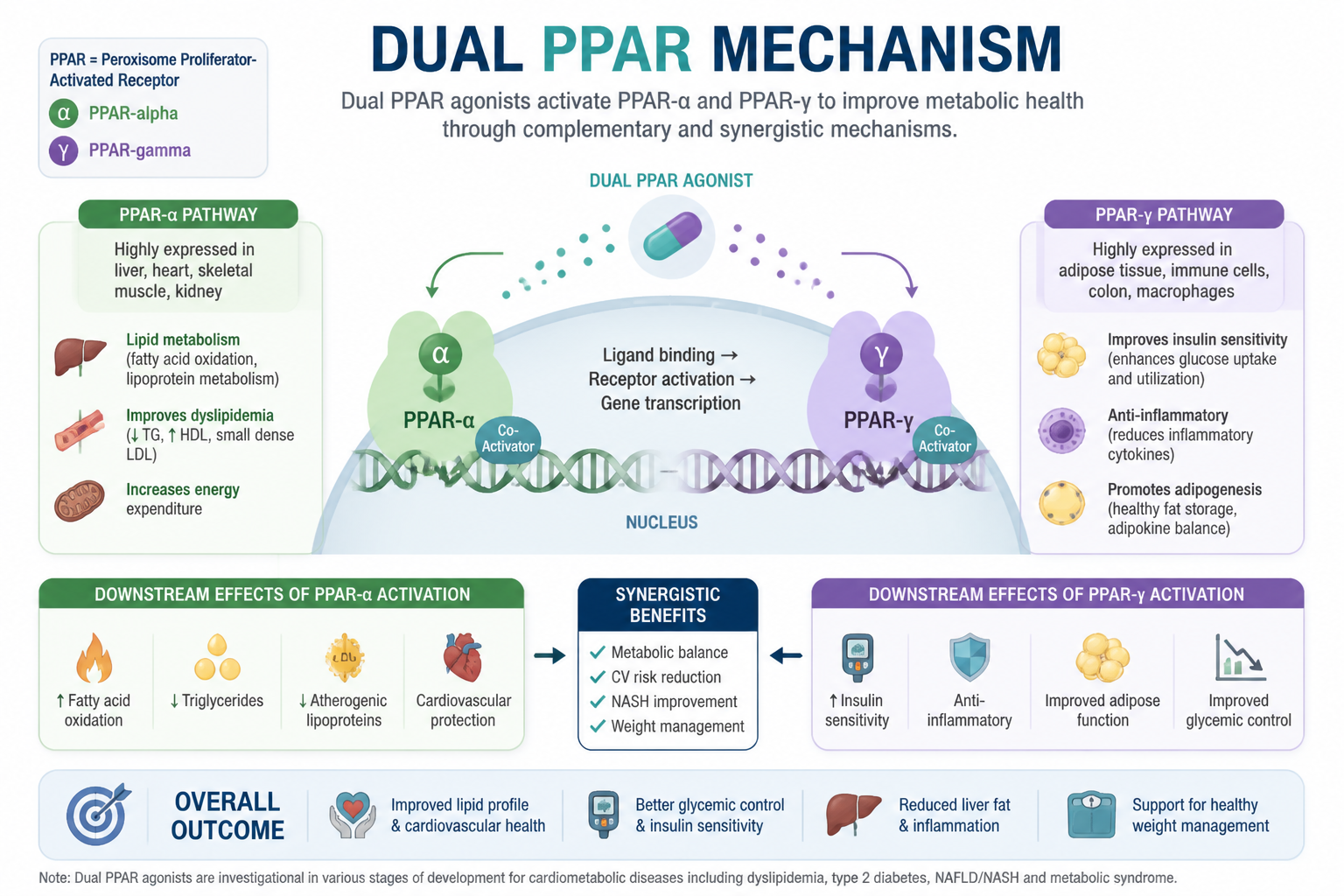 Medical infographic showing two Cardioxil pathways converging on cardiovascular protection